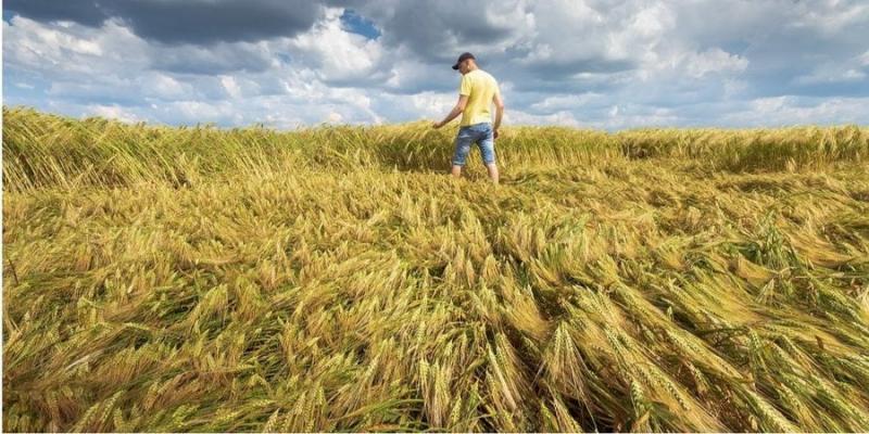 Приватні земельні ділянки зростуть в ціні - Мінагрополітики