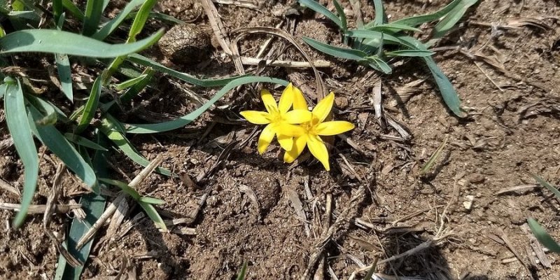 Шкода таку красу. Через глобальне потепління на Тайвані вимирає «квітка Бога»